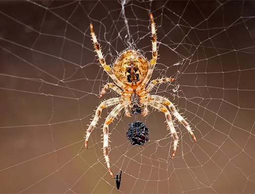 Dedetização de Aranhas em Itaim Bibi