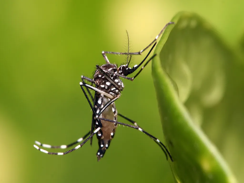 Dedetização de Mosquitos em Itaim Bibi