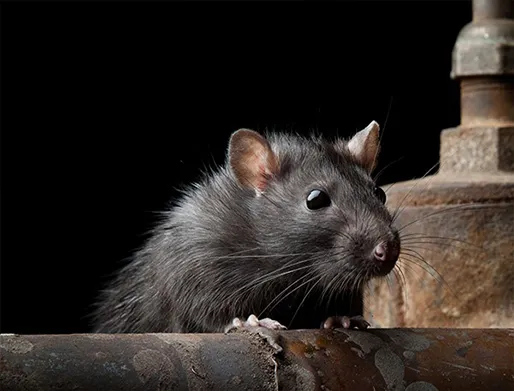 Dedetização de Ratos em Itaim Bibi